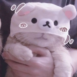 2022超萌可爱的2022猫咪情头一对图片