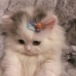 可爱的萌猫情头一对两张高清图片精选