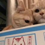 超萌可爱猫咪情头一张两对图片
