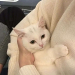 手里抱着猫的部位头像图片