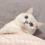一左一右高清超萌的情头可爱猫咪一人一张图片