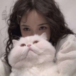 可爱的对象是猫的高清情头图片