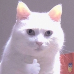 2022年可爱猫咪微信头像图片