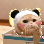 橘猫一对两张高清可爱的sally情头图片