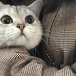 微信头像图片2022最可爱宠物