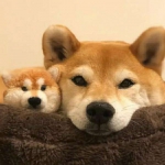 2022微信萌宠高清可爱头像图片