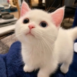 2022超可爱超萌猫咪头像图片