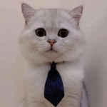 2023猫咪可爱最火的情头图片