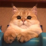 2022萌宠头像图片