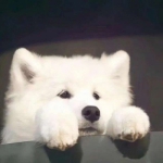 2022超可爱萌宠头像图片