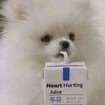 2023年微信动物头像图片大全