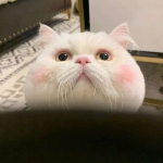 2023高清超萌可爱小猫头像图片