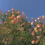 高清抖音里超火的微信背景图片