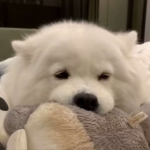 2023最火高清流行的可爱狗狗头像图片