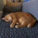 微信头像图片2023最新款猫咪