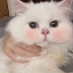 2023超可爱的动物头像图片