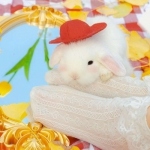 微信高清唯美的真实小白兔头像图片