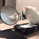 2023最流行洋气宠物高清最火微信头像图片