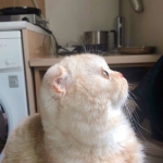 可爱2023超好看的猫咪微信头像图片