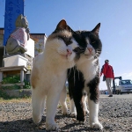 2023高清可爱的最新最火萌宠头像图片