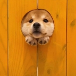 2023高清可爱最近很火的狗头头像图片