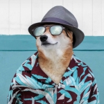 2023高清时尚的新款头像小动物头像图片