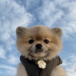 清新高清可爱的最萌小奶狗头像图片