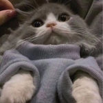 2022新款可爱萌宠高清头像图片