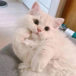 2022治愈系可爱呆萌猫头像图片