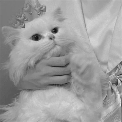酷酷的黑白系女生抱着猫咪的头像图片(图115)