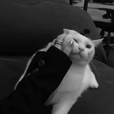 酷酷的黑白系女生抱着猫咪的头像图片(图79)