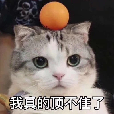 2024表情包头像图片精选(图27)