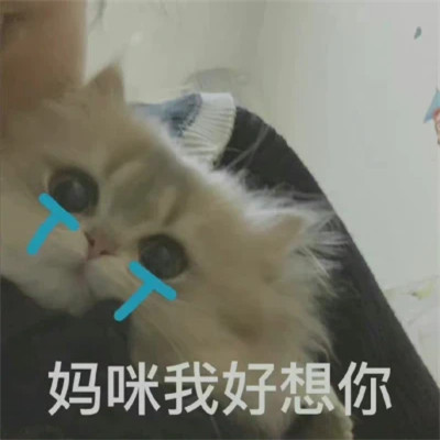 爆款2024表情包头像图片(图35)