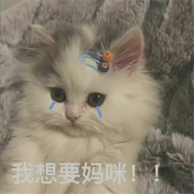 爆款2024表情包头像图片(图33)