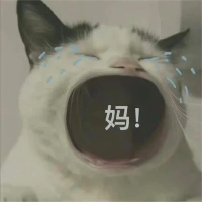 爆款2024表情包头像图片(图39)