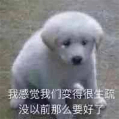 2024热门表情包头像图片(图21)