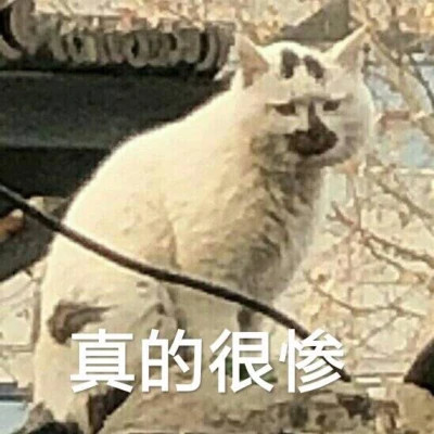 2024年最受欢迎的表情包头像图片(图34)