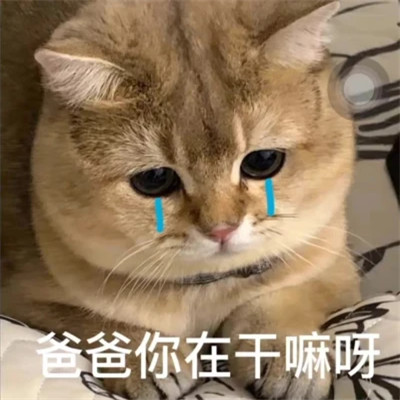 爆款2024表情包头像图片(图45)