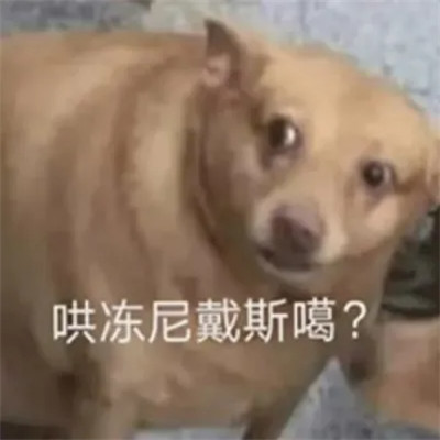 2024年最新表情包头像图片(图53)