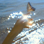 阳光手控蝴蝶头像图片