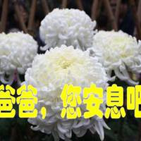 想念怀念父亲的头像图片(图4)