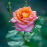 2023最好看又耐看的头像图片