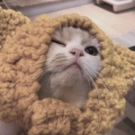 微信高清超级呆萌可爱猫咪头像图片