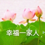 适合60多岁老人用的微信花朵头像图片大全