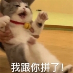 2024年最火表情包头像：不容错过的网络热梗