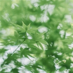 高清绿色树叶清新头像图片，自然之美触手可得