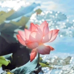 老年人的微信荷花头像图片，优雅永不过时
