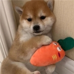 2024最新款微信头像免费下载，好看又独特！