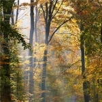 自然树林风景头像图片，享受宁静生活