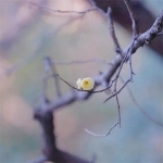 清新淡雅的小花朵头像图片，尽显自然之美